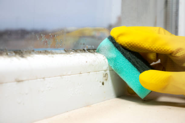 Best Mold Prevention Services  in Golden, CO